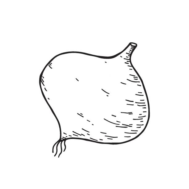 Jicama Mexican Yam Bean In Sketch Hand Drawn Vector Illustration