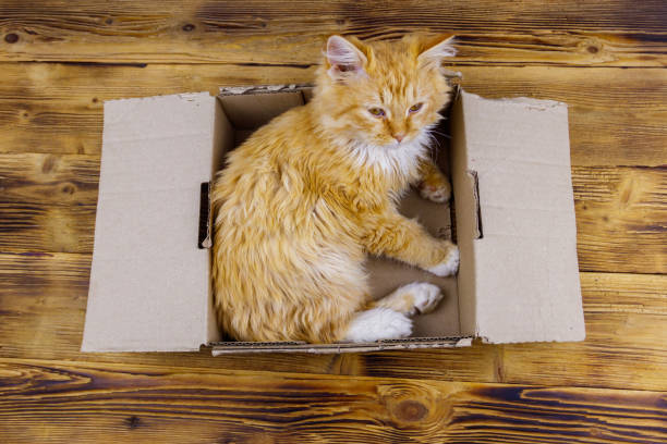 istock Ginger cat in cardboard box on wooden background 1306546275