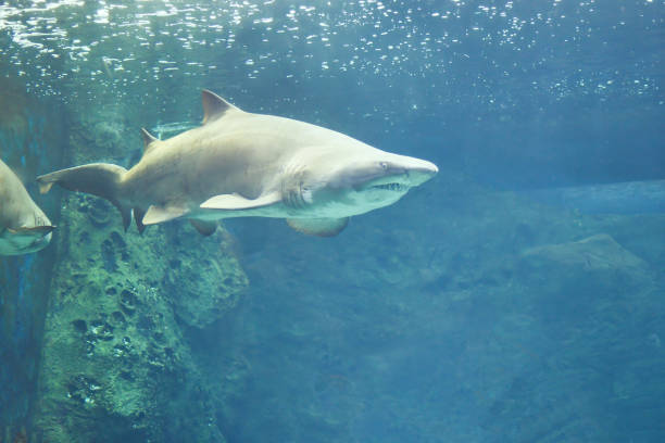 ein hai, der unter wasser schwimmt aka der sandtigerhai (carcharias taurus) - sand tiger shark stock-fotos und bilder