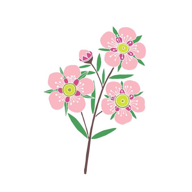 Manuka Flower Illustrations, Royalty-Free Vector Graphics & Clip Art -  iStock