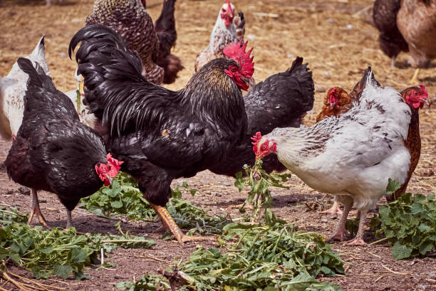 istock Chickens on a traditional farm. 1306549352