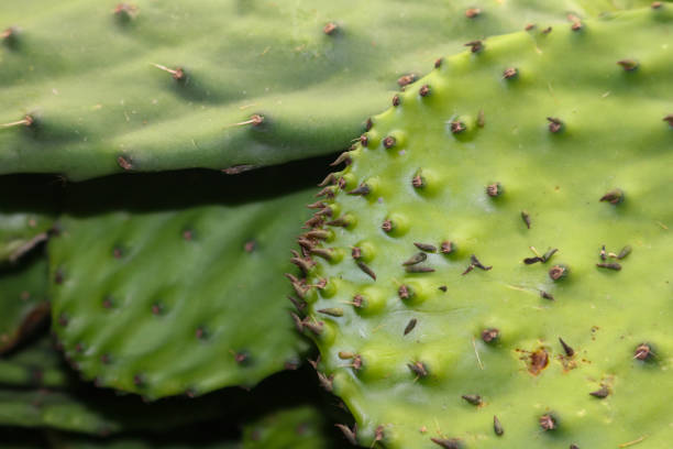 Closeup of Nopal con espinas or the Opuntia cacti or prickly pear a common indgredient in Mexicn cuisine dishes and medicine Closeup of Nopal con espinas or the Opuntia cacti or prickly pear a common indgredient in Mexicn cuisine dishes and medicine opuntia vulgaris stock pictures, royalty-free photos & images