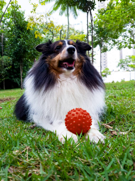 istock Shetland Shepherd dog with small red ball. 1306551686