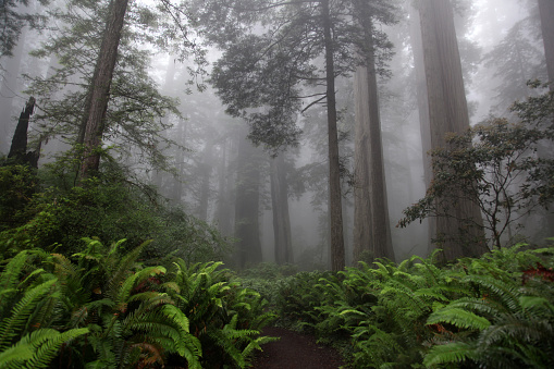 Towering trees of the Ladybird Johnson Grove blanketed in fog with lush ferns in the foreground.