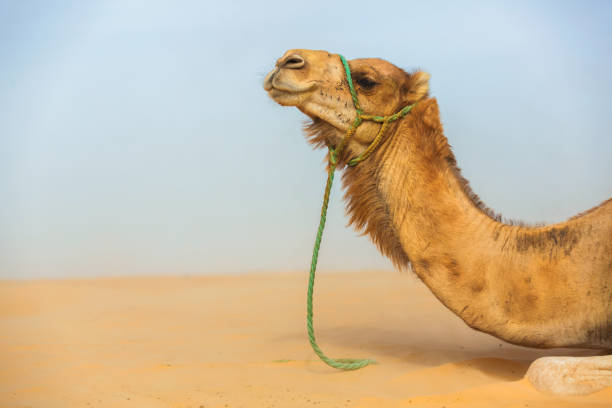 camel head in profile - journey camel travel desert imagens e fotografias de stock