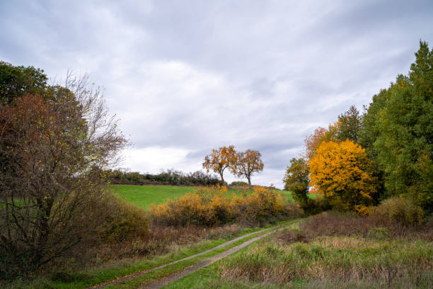Beautiful Green landscape in autumn with yellow, orange and golden leaves