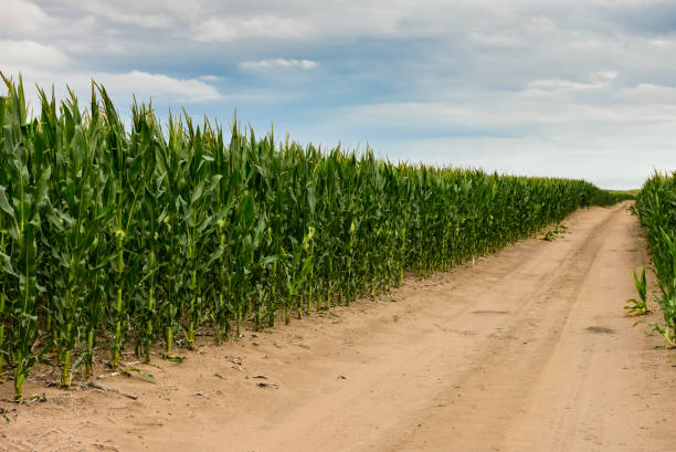 istock Agricultural production 1306554260