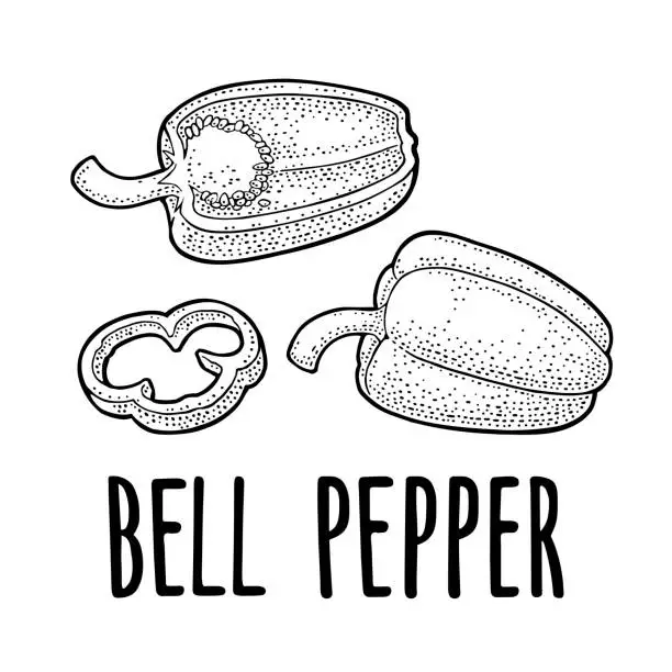 Vector illustration of Sweet bell pepper. Vector vintage engraved illustration
