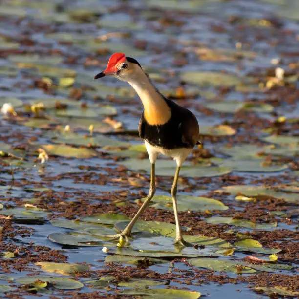 Photo of Comb-crested Jacana is also known as the lotusbird walks around on lily pads with it's very large feet with extremely long toes. South East Queensland Australia. Spring and Nature concept.