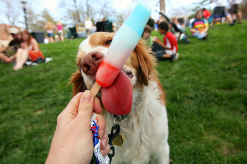 Brittany spaniel enjoying a cold popsicle on a hot day in a park. His tongue and taste buds are happy!