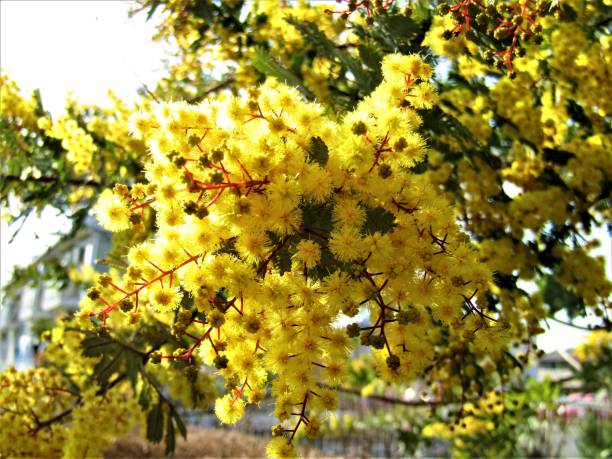istock Japan. March. Mimosa blossom. Close-up. 1306557008