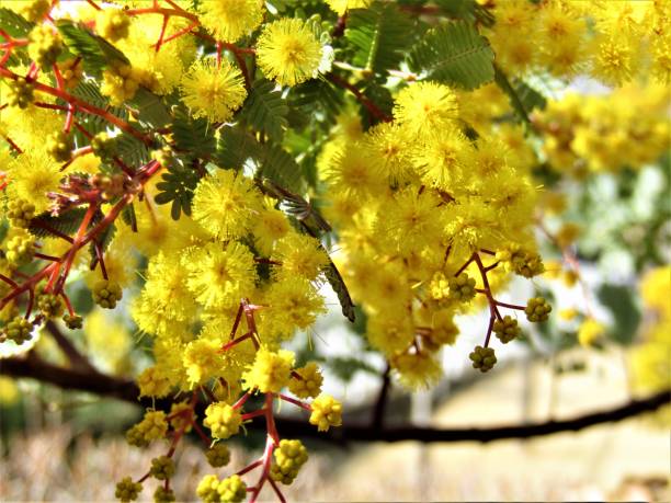 istock Japan. March. Mimosa blossom. Close-up. 1306557009