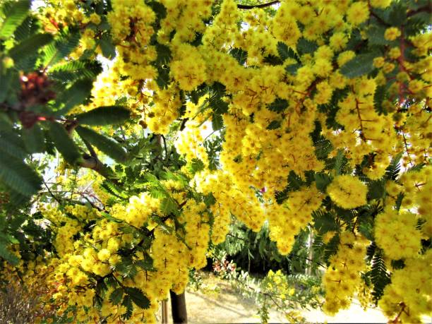 istock Japan. March. Mimosa blossom. Close-up. 1306557012