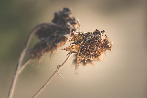 Some daucus carota Flowers in Summer at sunset