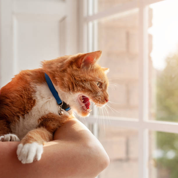 joven enojado rojo tabby gato doméstico si si sising y maullido mirando al exterior a través de la ventana - domestic cat anger hissing aggression fotografías e imágenes de stock