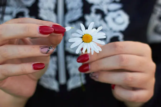 Chamomile flower in beautiful female hands. Women's hands pluck petals from chamomile. Loves me or not. Fortune telling on a chamomile.
The concept of herbal medicine and enjoying life. Summer mood.