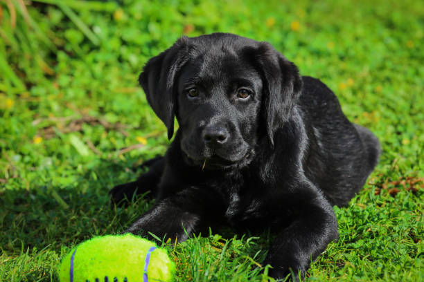 istock Black Labrador puppy on the grass 1306562119