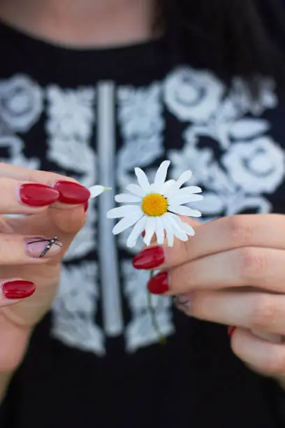 Chamomile flower in beautiful female hands. Women's hands pluck petals from chamomile. Loves me or not. Fortune telling on a chamomile.
The concept of herbal medicine and enjoying life. Summer mood.