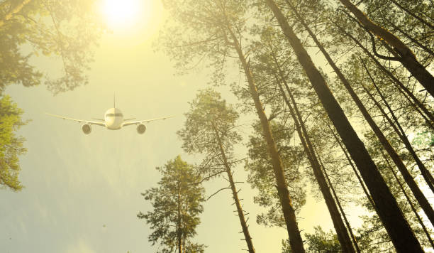 istock Bottom view through the trees in the forest to the plane 1306563310