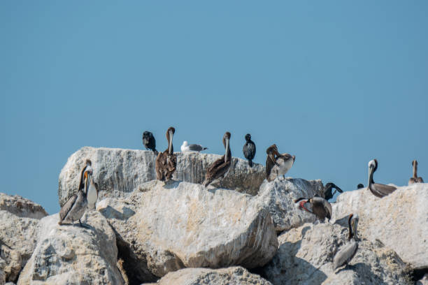 istock Pelican's and shorebirds on breakwater in Pacific Ocean 1306563539