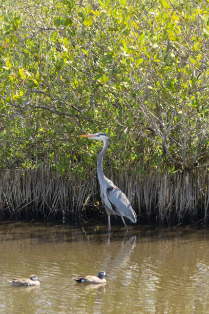Black Mangrove with mass of air roots (pneumatophores) filling every inch of ground below, growing in salt water with a Great Blue Heron taking advantage of the shade and camouflage. Photo taken at Merritt Island National Wildlife Refuge in east central Florida. Nikon D7200 with Nikon 200 macro lens