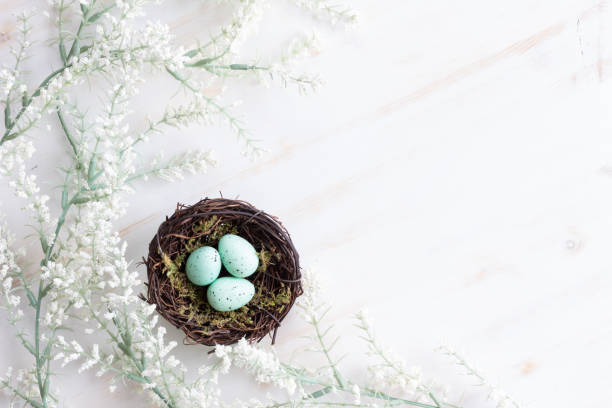 istock Nest with teal eggs and white flowers 1306564560