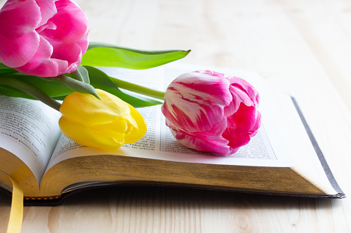 Pink and yellow tulips laying on top of open bible on light wood table