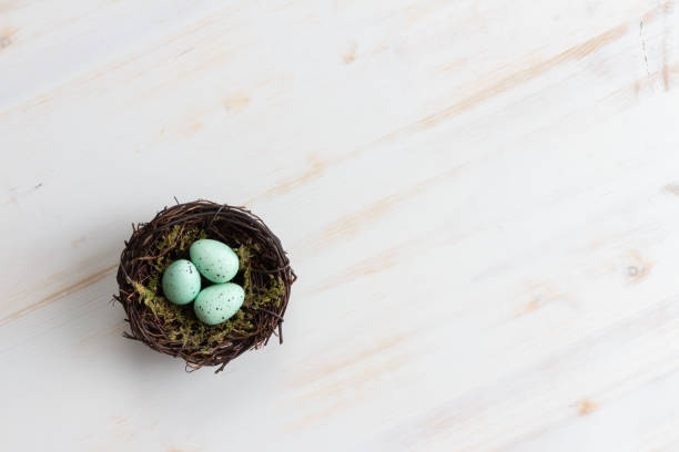 istock Nest with teal eggs on white wood 1306564601
