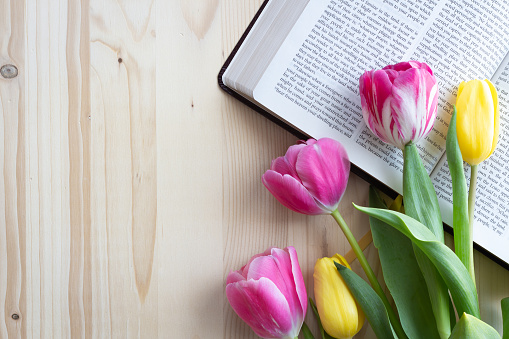 Pink and yellow tulips laying on partial open bible on light wood with copy space