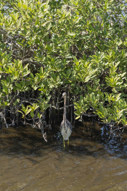 istock Tricolored heron standing in mangrove shade 1306564650