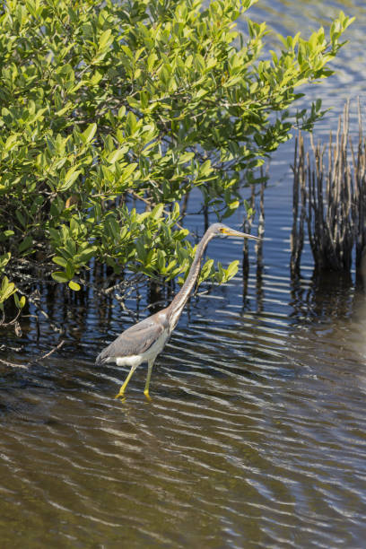 istock Tricolored heron wading near Black Mangrove 1306564676
