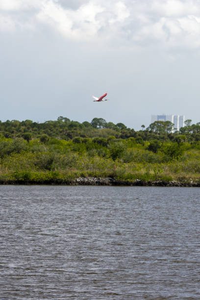 istock Single Roseate Spoonbill flying over water with forest and NASA's assembly building in the background 1306564738