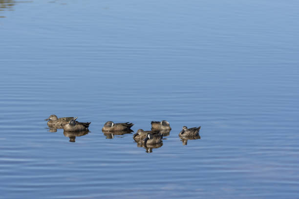 istock Small group of resting Blue-winged Teal with reflections in water 1306564802
