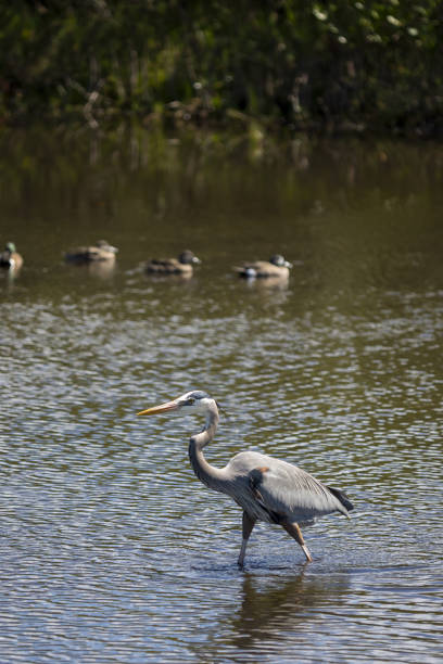istock Great Blue Heron wading through murky water with Blue-winged Teal in background 1306564840