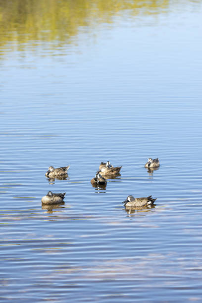 istock Small group of floating Blue-winged Teal in shallow clear water 1306565574