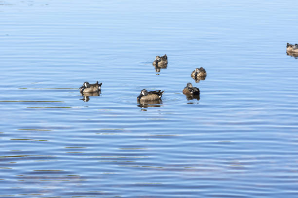 istock Group of floating Blue-winged Teal in lightly rippled water 1306565602