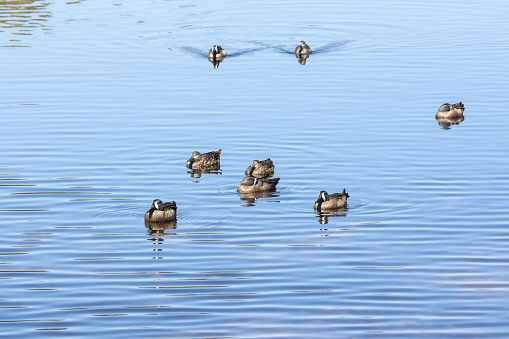 Several Blue-winged teal paddling about in shallow water with reflections in the rippled surface. Photo taken at Merritt Island National Wildlife Refuge in east central Florida. Nikon D7200 with Nikon 200mm macro lens