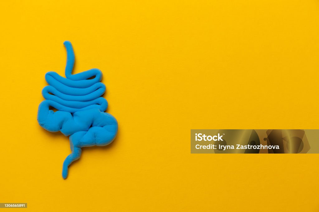 Bowel model on yellow background. Irritable Bowel Syndrome. Copy space for text Bowel model on yellow background. Irritable Bowel Syndrome. Copy space for text. Intestine Stock Photo