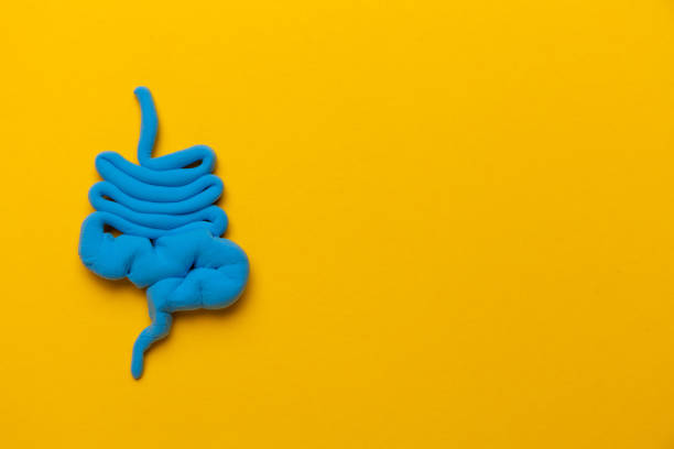 Bowel model on yellow background. Irritable Bowel Syndrome. Copy space for text Bowel model on yellow background. Irritable Bowel Syndrome. Copy space for text. irritable bowel syndrome stock pictures, royalty-free photos & images