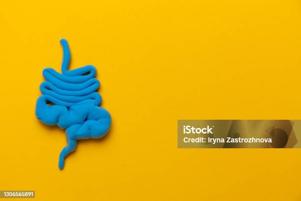 Bowel Model On Yellow Background Irritable Bowel Syndrome Copy Space For Text Stock Photo - Download Image Now