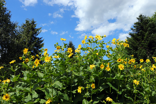 Silphie energy plant (Silphium perfoliatum / Becherpflanze) for biogas.