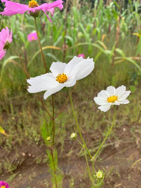 istock Field of flowers 1306567808