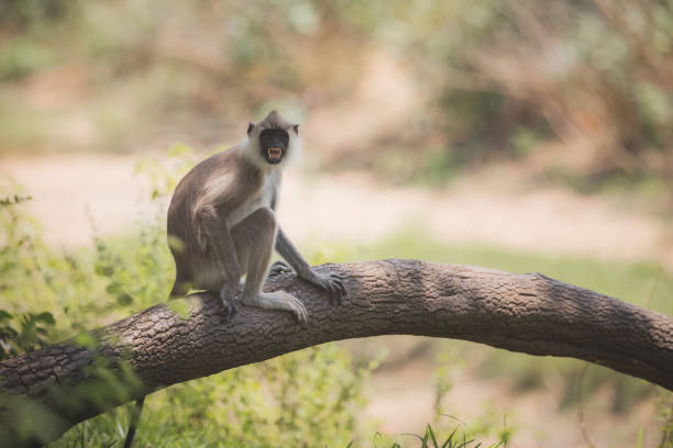 tufted gray langur, sri lanka - sri lanka langur animals in the wild endangered species stock-fotos und bilder