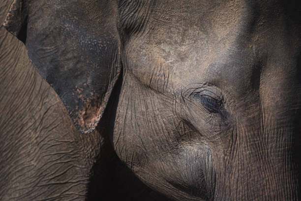 istock Portrait of an Elephant, Sri Lanka 1306568952