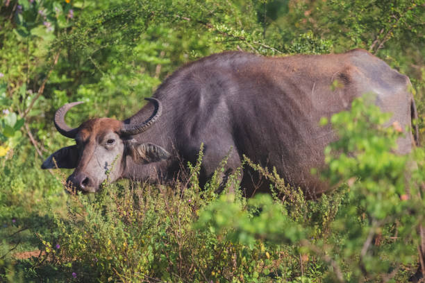 istock Wild Water Buffalo, Sri Lanka 1306569064