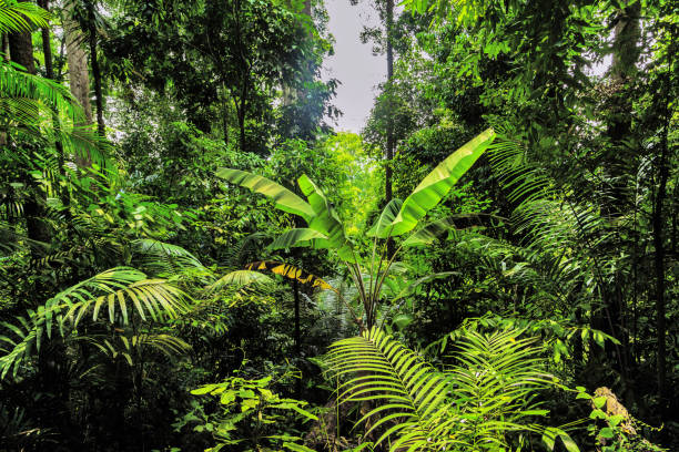istock Jungle forest. Exotic tropical green plants 1306569154