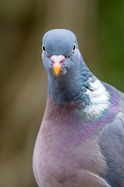 istock Grey ring dove bird on green background 1306569345