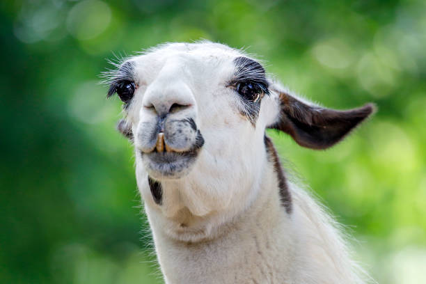 istock A lama glama, close up 1306569361