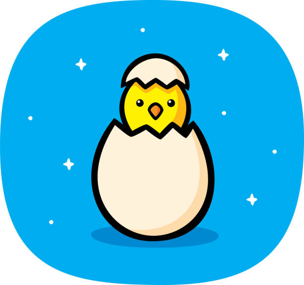 ilustrações, clipart, desenhos animados e ícones de chick in egg doodle - easter animal egg eggs single object