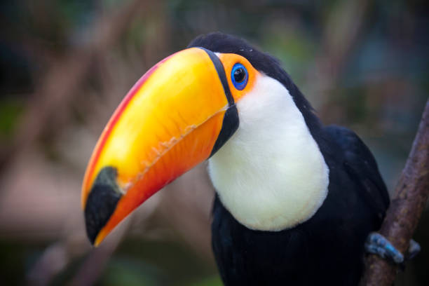istock Close up of a beautiful toco toucan (Ramphastos toco) 1306569944